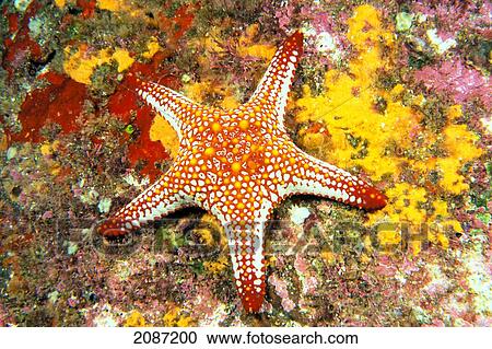 Stock Image - Mexico, Gulf sea star (Pentaceraster cumingi) on colorful coral. Fotosearch