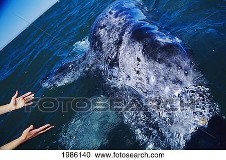 Mexico, Hands Reaching towards Gray Whale (Eschrichtius Robustus) in open water; San Ignacio Lagoon View Large Photo Image Stock Image - Mexico, Hands Reaching towards Gray Whale (Eschrichtius Robustus) in open water; San Ignacio Lagoon. Fotosearch