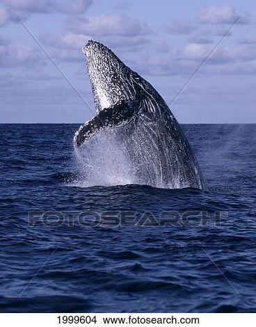 Picture - Mexico, Humpback Whale (Megaptera Novaeangliae) Breaching, Close-Up C2029. Fotosearch