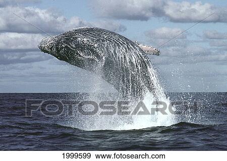 Stock Photo - Mexico, Humpback Whale (Megaptera Novaeangliae) Breaching, Close-Up C2025. Fotosearch