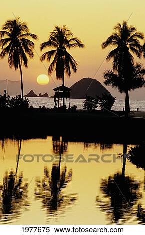 Mexico, Ixtapa, Golden Sunset View Of Hut And Palm Trees, Reflections On Ocean. View Large Photo Image Stock Photography - Mexico, Ixtapa, Golden Sunset View Of Hut And Palm Trees, Reflections On Ocean.. Fotosearch