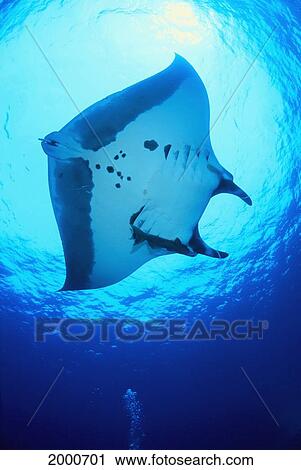Stock Image - Mexico, Manta Ray View Of Underside (Manta Birostris) Sunburst C1922. Fotosearch