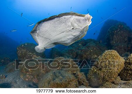 Mexico, Peacock Flounder (Bothus Mancus); Revillagigedos Islands View Large Photo Image Stock Photo - Mexico, Peacock Flounder (Bothus Mancus); Revillagigedos Islands. Fotosearch