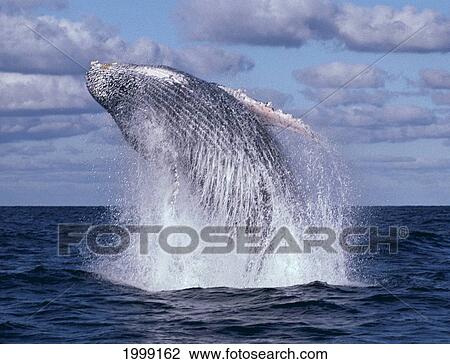 Mexico, Revillagigedo Islands, Humpback Whale (Megaptera Novaeangliae) Breaches B1981 View Large Photo Image Stock Image - Mexico, Revillagigedo Islands, Humpback Whale (Megaptera Novaeangliae) Breaches B1981. Fotosearch