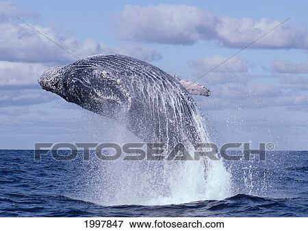 Stock Photo - Mexico, Revillagigedo Islands, Humpback Whale (Megaptera Novaeangliae) Breaching A94F. Fotosearch
