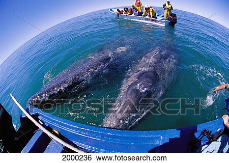 Stock Photograph - Mexico, San Ignacio Lagoon, 2 Gray Whale At Side Of Boat, Whale Watchers (Eschrichtius Robustus) Wide Angle View. Fotosearch