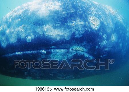 Stock Photography - Mexico, San Ignacio Lagoon, Close-Up Of Gray Whale (Eschrichtius Robustus).. Fotosearch