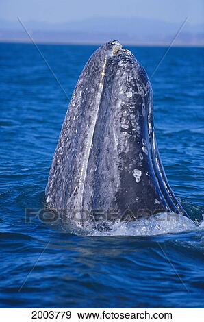 Mexico, San Ignacio Lagoon, Close-Up Head Of Gray Whale Spy Hopping, Land Blurry Background (Eschrichtius Robustus) Distant View Large Photo Image Stock Photo - Mexico, San Ignacio Lagoon, Close-Up Head Of Gray Whale Spy Hopping, Land Blurry Background (Eschrichtius Robustus) Distant. Fotosearch