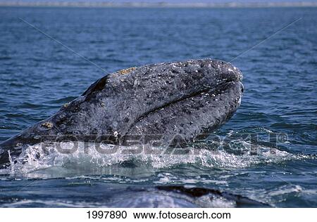 Mexico, San Ignacio Lagoon, Gray Whale (Eschrichtius Robustus) Close-Up Of Head A94D View Large Photo Image Stock Image - Mexico, San Ignacio Lagoon, Gray Whale (Eschrichtius Robustus) Close-Up Of Head A94D. Fotosearch