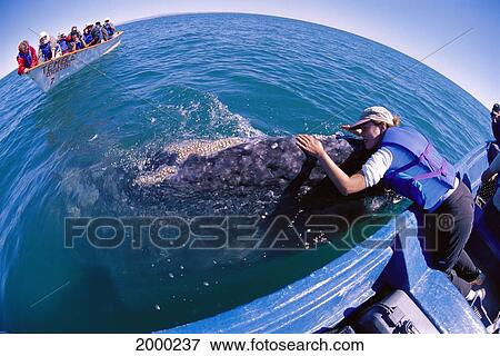 Stock Photo - Mexico, San Ignacio Lagoon, Gray Whale At Side Of Boat, Woman Reaches To Whale (Eschrichtius Robustus) Many People Watchers Wide Angle View. Fotosearch