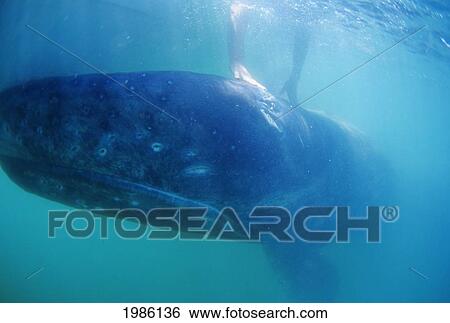 Stock Photograph - Mexico, San Ignacio Lagoon, Hands Touching Gray Whale (Eschrichtius Robustus) Underwater.. Fotosearch