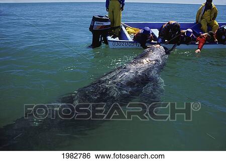 Stock Photograph - Mexico, San Ignacio Lagoon, Individual Gray Whales (Eschrichtius Robustus) Known As? friendliesÃƒÆ’Ã‚Â· Will Approach Small Boats To Be Touched By Man.. Fotosearch