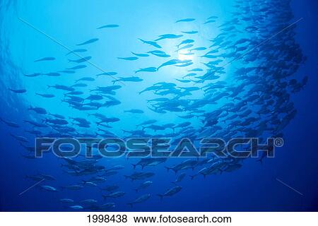 Stock Photo - Mexico, Schooling Big Eye Jacks (Caranx Sexfasciatus) With Sunburst B1927. Fotosearch
