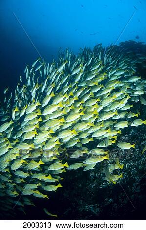 Mexico, Schooling Blue And Gold Snapper (Lutjanus Viridis) View Large Photo Image Stock Image - Mexico, Schooling Blue And Gold Snapper (Lutjanus Viridis). Fotosearch