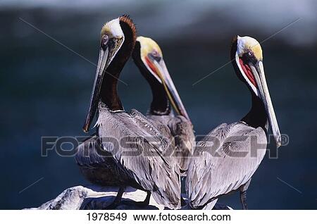 Mexico, Sea Of Cortez, Brown Pelican (Pelicanus Occidentalis), Three On Rock. View Large Photo Image Stock Photo - Mexico, Sea Of Cortez, Brown Pelican (Pelicanus Occidentalis), Three On Rock.. Fotosearch