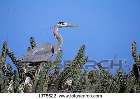 Stock Image - Mexico, Sea Of Cortez, Closeup Of A Great Blue Heron On A Nest In Cactus.. Fotosearch