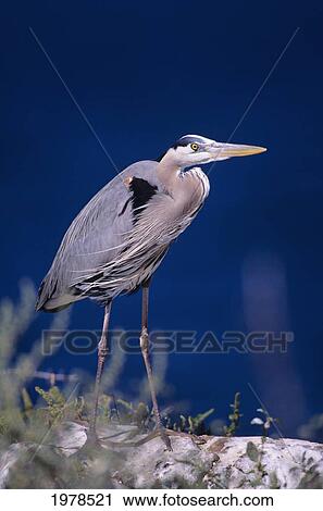 Stock Image - Mexico, Sea Of Cortez, Great Blue Heron Walking On Rock.. Fotosearch