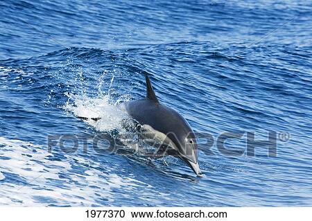 Mexico, This Common Dolphin (Delphinus Delphis) Was One In A School Of Over 1000 In The Pacific Open Water. View Large Photo Image Stock Image - Mexico, This Common Dolphin (Delphinus Delphis) Was One In A School Of Over 1000 In The Pacific Open Water.. Fotosearch