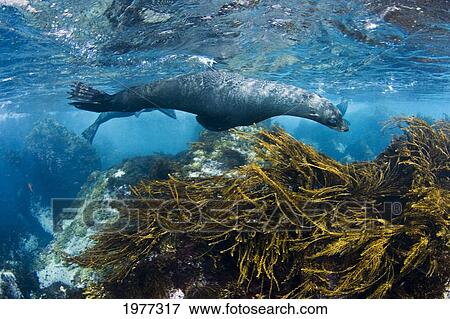 Mexico, Young Guadalupe Fur Seal (Arctocephalus Townsendi); Guadalupe Island View Large Photo Image Stock Photo - Mexico, Young Guadalupe Fur Seal (Arctocephalus Townsendi); Guadalupe Island. Fotosearch