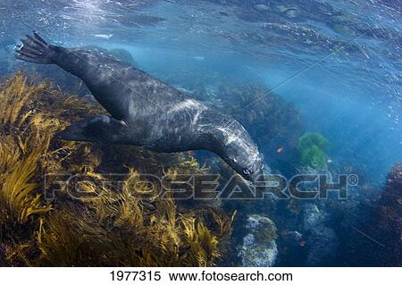 Stock Photography - Mexico, Young Guadalupe Fur Seal (Arctocephalus Townsendi); Guadalupe Island. Fotosearch