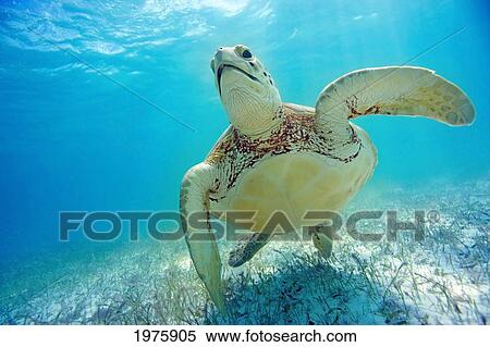 Mexico, Yucatan Peninsula, Green Sea Turtle (Chelonia Mydas) An Endangered Species. View Large Photo Image Stock Photography - Mexico, Yucatan Peninsula, Green Sea Turtle (Chelonia Mydas) An Endangered Species.. Fotosearch