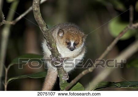 Stock Photo - Microcebus Rufus (Brown Mouse Lemur) In Ranomafana National Park, Fianarantsoa Province, Madagascar. Fotosearch