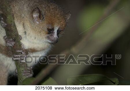 Stock Photo - Microcebus Rufus (Brown Mouse Lemur) In Ranomafana National Park, Fianarantsoa Province, Madagascar. Fotosearch