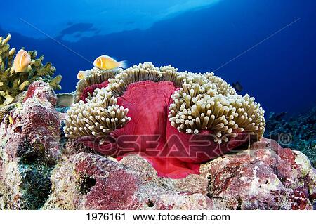 Stock Image - Micronesia, Anemonefish (Amphiprion Perideraion) And Sea Anemone (Heteractis Magnifica); Yap. Fotosearch