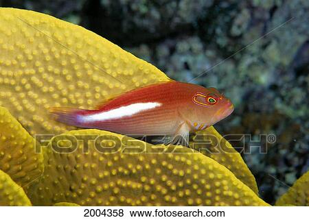 Micronesia, Arc-Eye Hawkfish Paracirrhites Arcatus Lettuce Coral (Turbinaria Reniformis) Contrast Colors View Large Photo Image Stock Photo - Micronesia, Arc-Eye Hawkfish Paracirrhites Arcatus Lettuce Coral (Turbinaria Reniformis) Contrast Colors. Fotosearch