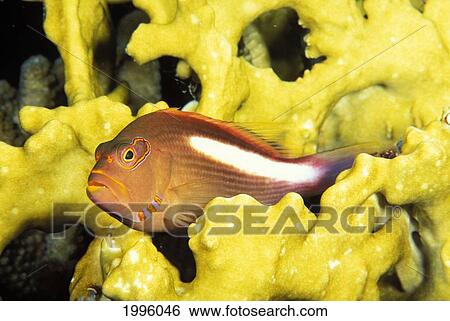 Stock Photograph - Micronesia, Arc-Eye Hawkfish Paracirrhites Arcatus, Fire Coral (Millepora Dichotoma). Fotosearch