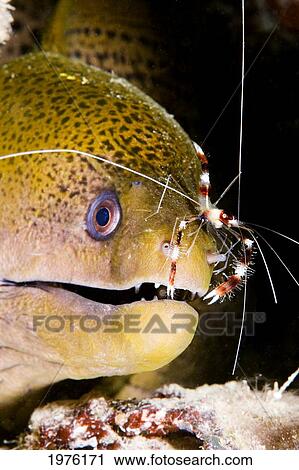 Stock Image - Micronesia, Banded Box Shrimp (Stenopus Hispidus) On Nose Of Giant Moray Eel (Gymnothorax Breedeni); Yap. Fotosearch