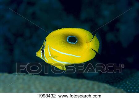 Micronesia, Bennett's Butterflyfish (Chaetodon Bennetti) B1954 View Large Photo Image Stock Image - Micronesia, Bennett's Butterflyfish (Chaetodon Bennetti) B1954. Fotosearch
