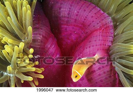 Stock Photo - Micronesia, Bright Orange Anemone Fish Swim Near Pink Anemone And Coral.. Fotosearch