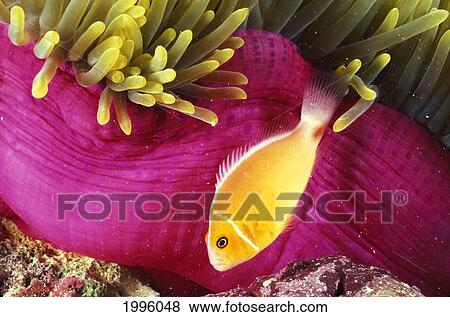 Micronesia, Bright Orange Anemone Fish Swim Near Pink Anemone And Coral. View Large Photo Image Stock Photo - Micronesia, Bright Orange Anemone Fish Swim Near Pink Anemone And Coral.. Fotosearch