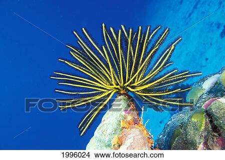 Picture - Micronesia, Bright Yellow Crinoid (Comanthus Bennetti), Blue Ocean Background.. Fotosearch