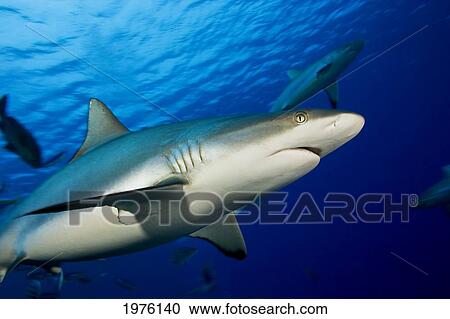 Stock Image - Micronesia, (Carcharhinus Amblyrhynchos) In Blue Ocean Water; Yap, Gray Reef Shark. Fotosearch