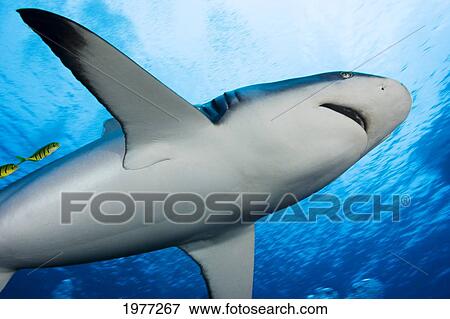 Stock Photo - Micronesia, (Carcharhinus Amblyrhynchos); Yap, Yellow Juvenile Jacks Swimming with Grey Reef Shark. Fotosearch