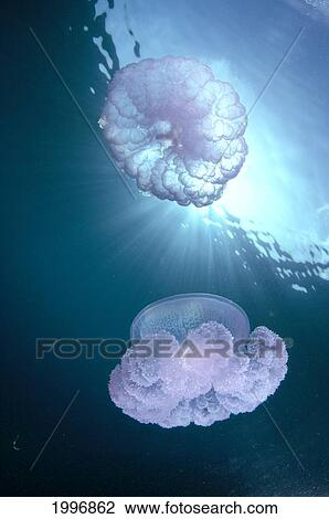 Micronesia, Caroline Islands, Chuuk, Truk Lagoon, Pair Of Jellyfish Near Surface With Sunburst A88G View Large Photo Image Stock Image - Micronesia, Caroline Islands, Chuuk, Truk Lagoon, Pair Of Jellyfish Near Surface With Sunburst A88G. Fotosearch