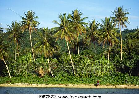 Stock Image - Micronesia, Caroline Islands, Kosrae, Palms Along Sand Beach, Ocean, Person Walks On Beach. Fotosearch
