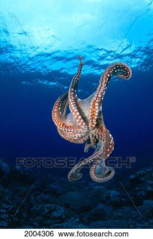 Micronesia, Caroline Islands, Kosrae, Underside View Of Day Octopus With Surface Visible (Octopus Cyanea) View Large Photo Image Stock Photograph - Micronesia, Caroline Islands, Kosrae, Underside View Of Day Octopus With Surface Visible (Octopus Cyanea). Fotosearch