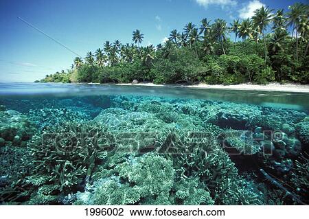 Micronesia, Caroline Islands, Pohnpei, Over/Under Of Hard Coral Reef At Ant Atoll View Large Photo Image Stock Image - Micronesia, Caroline Islands, Pohnpei, Over/Under Of Hard Coral Reef At Ant Atoll. Fotosearch
