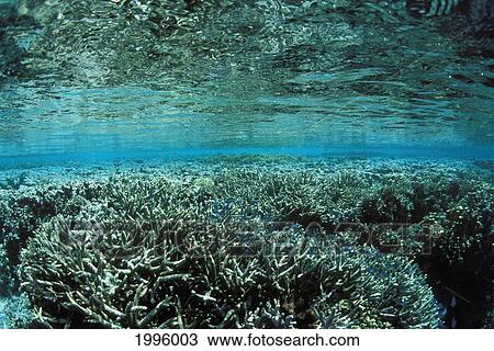 Stock Image - Micronesia, Caroline Islands, Pohnpei, Hard Coral Reef At Ant Atoll Off Island.. Fotosearch