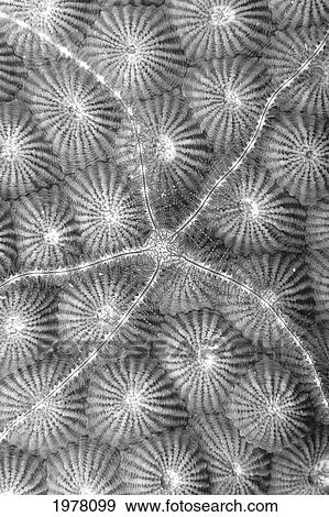 Micronesia, Close-Up Brittle Star (Ophiothrix Sp? ) On Hard Coral (Diploastrea Heliopora), (Black And White Photograph). View Large Photo Image Stock Photo - Micronesia, Close-Up Brittle Star (Ophiothrix Sp? ) On Hard Coral (Diploastrea Heliopora), (Black And White Photograph).. Fotosearch