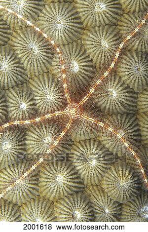 Micronesia, Close-Up Brittle Star (Ophiothrix Sp? ) On Hard Coral (Diploastrea Heliopora) View Large Photo Image Stock Photo - Micronesia, Close-Up Brittle Star (Ophiothrix Sp? ) On Hard Coral (Diploastrea Heliopora). Fotosearch