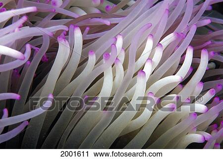 Stock Image - Micronesia, Close-Up Detail Anemone Tentacles (Heteractis Magnifica) White Purple Tips. Fotosearch