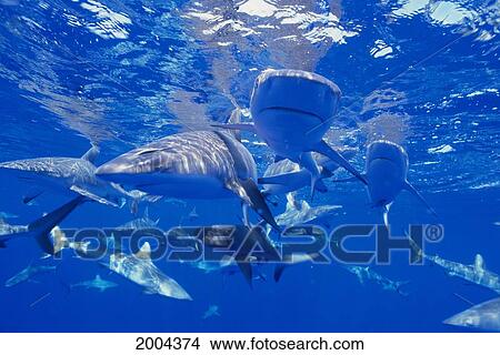 Micronesia, Close-Up Front View Of Many Gray Reef Sharks In Clear Blue Ocean, Reflections Surface View Large Photo Image Picture - Micronesia, Close-Up Front View Of Many Gray Reef Sharks In Clear Blue Ocean, Reflections Surface. Fotosearch