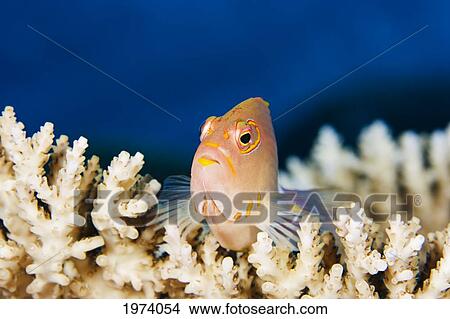 Picture - Micronesia, Close-Up Of Arc-Eye Hawkfish (Paracirrhites Arcatus); Yap. Fotosearch