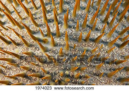 Micronesia, Close-Up Of Crown-Of-Thorns Starfish (Acanthaster Planci); Yap View Large Photo Image Stock Image - Micronesia, Close-Up Of Crown-Of-Thorns Starfish (Acanthaster Planci); Yap. Fotosearch