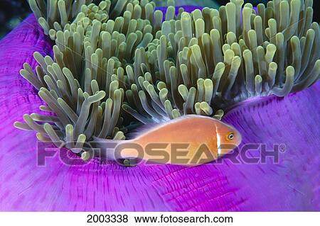Micronesia, Close-Up Of Pink Anemonefish With Anemone (Amphiprion Peraderaion) View Large Photo Image Stock Photo - Micronesia, Close-Up Of Pink Anemonefish With Anemone (Amphiprion Peraderaion). Fotosearch