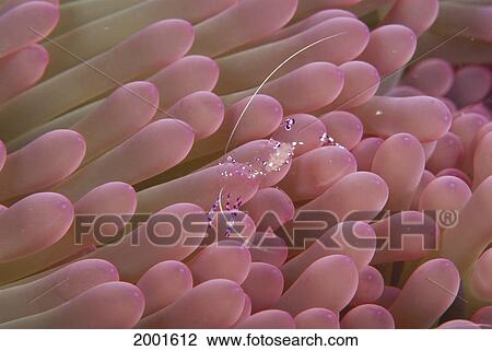 Micronesia, Close-Up Shrimp (Periclimenes Holthuisi) On Anemone Heteractis Magnifica Tentacles Pink Tips View Large Photo Image Stock Image - Micronesia, Close-Up Shrimp (Periclimenes Holthuisi) On Anemone Heteractis Magnifica Tentacles Pink Tips. Fotosearch